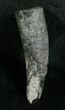 Miocene Aged Fossil Whale Tooth - #5660-1